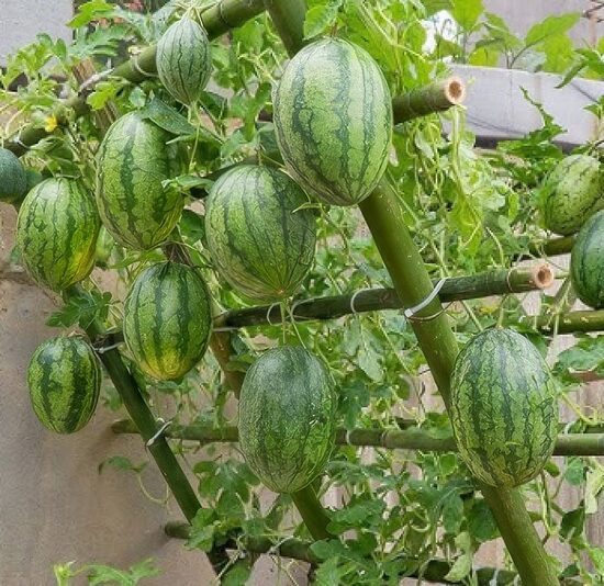 Balkona arbūzs 'Mini Love'  (pieejams no jūnija)