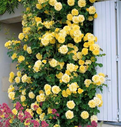 Vīteņroze 'Golden Gates'