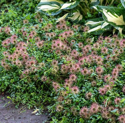 Acēna  (pieejams no jūnija)