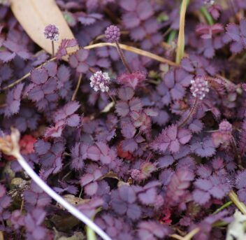 Acēna 'Purpurea' (pieejams no jūnija)