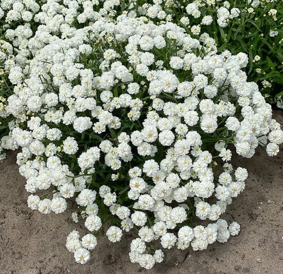 Šķavu pelašķis 'Diadem'