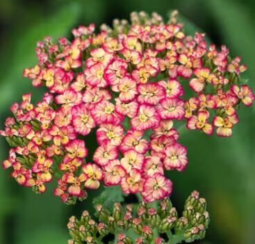 Pelašķis 'Tricolor' (pieejams no jūnija)