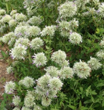 Apalaču kalnu mētra (pieejams no jūnija)