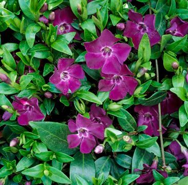 Kapmirte 'Atropurpurea'