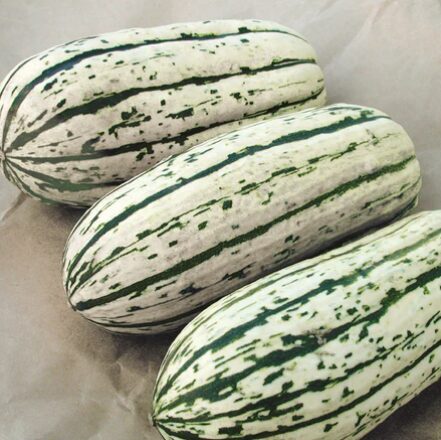 Krūmu ķirbis 'Bush Delicata'