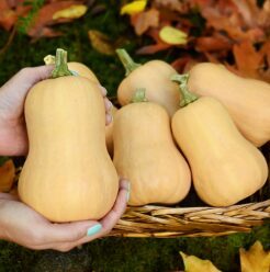 Sviesta ķirbis 'Butterbaby F1'