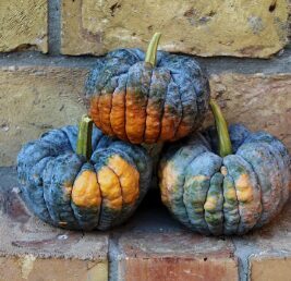 Muskatķirbis 'Hidemi'