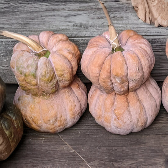 Japānas muskatķirbis 'Shishigitani'