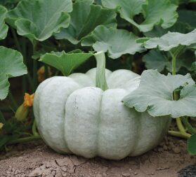 Ķirbis 'Blue Doll F1'