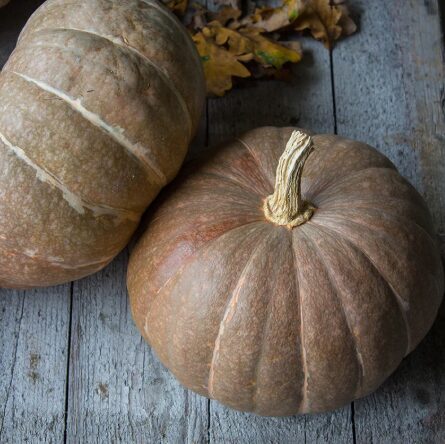 Ķirbis 'Zemeņu Kronis'