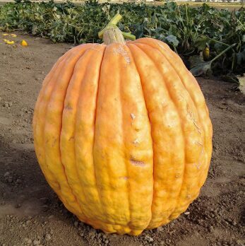 Milzu ķirbju sēklas 25+ kg