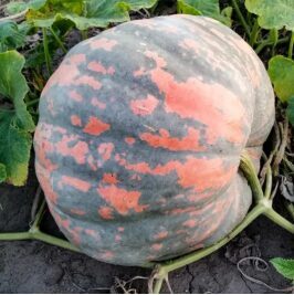 Milzu ķirbis 'Rainbow F1'