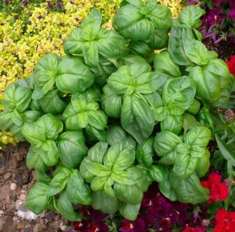 Klasiskais itāļu baziliks 'Genovese'