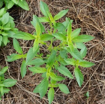 Smalklapu citronbaziliks