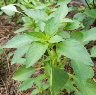 Saldais citronbaziliks 'Sweet Dani'