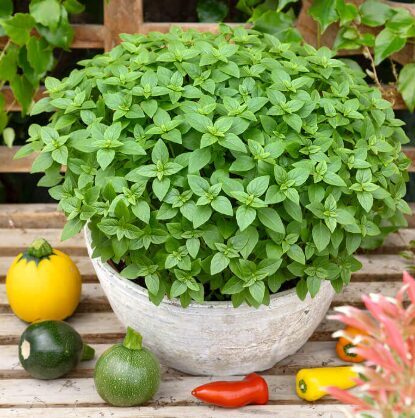 Pikantais baziliks 'Spicy Globe'