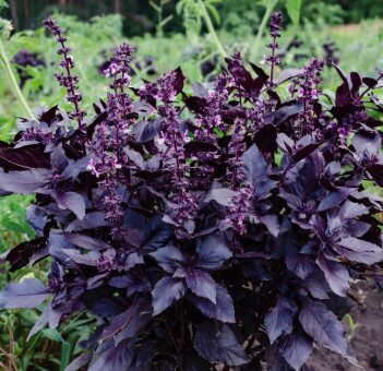 Baziliks 'Dark Opal'