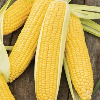 Cukurkukurūza 'Sweet Nugget F1'