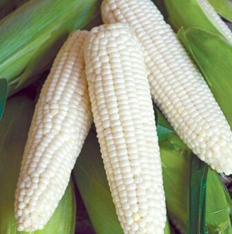 Cukurkukurūza 'Piena'