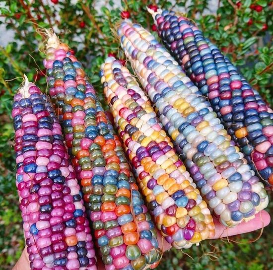 Popkorna kukurūza 'Glass Gem'