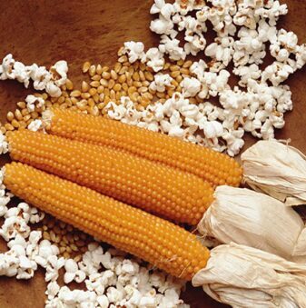 Popkorna kukurūzas sēklas
