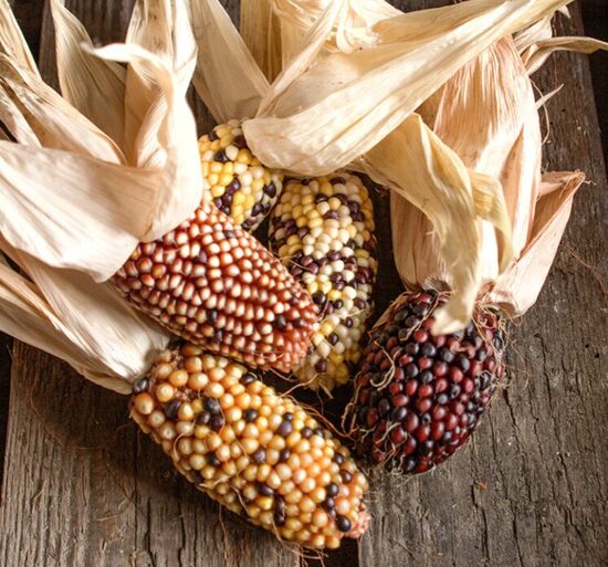 Mini popkorna kukurūza 'Harlequin'