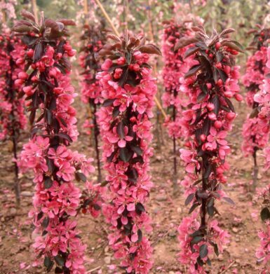 Kolonveida ābele 'Maypole'