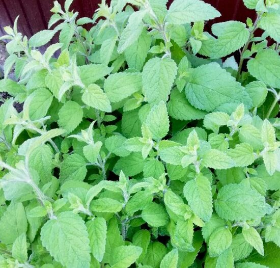 Apelsīnu melisa  (pieejams no jūnija)