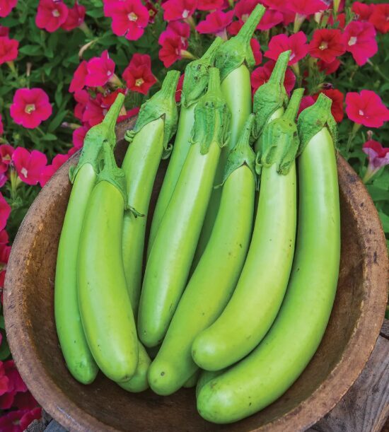 Baklažāns 'Green Knight F1'