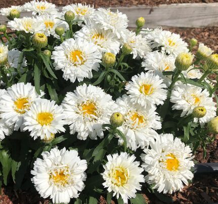 Pīpene 'Sweetdaisy Rebecca'