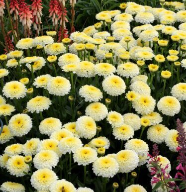 Jaunstāds - Pīpene 'Luna'