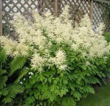 Kazbārdis  (pieejams no jūnija)