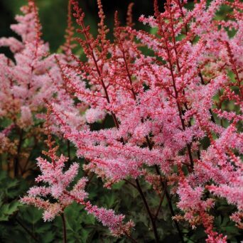 Astilbe 'Delft Lace'  (pieejams no jūnija)