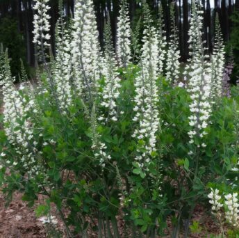 Baptīzija 'Alba' (pieejams no jūnija)