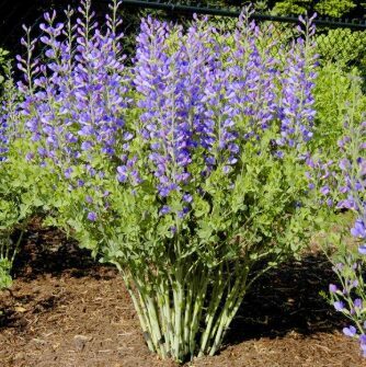 Baptīzija 'Indigo' (pieejams no jūnija)