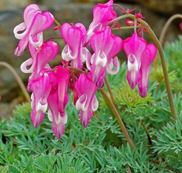 Sirdspuķe 'Luxuriant'  