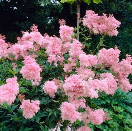 Vīgrieze 'Venusta'  (pieejams no jūnija)