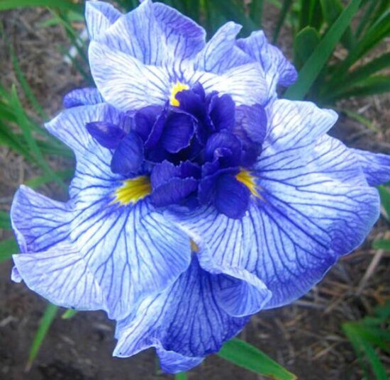 Japānas īriss 'Don and Donna'  (pieejams no jūnija)