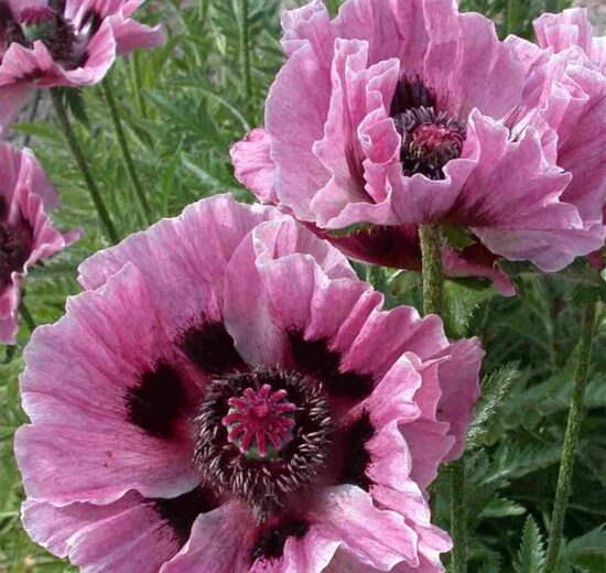 Austrumu magone 'Manhattan'