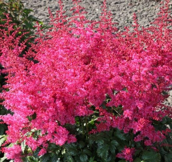 Astilbe 'Jump and Jive'  (pieejams no jūnija)