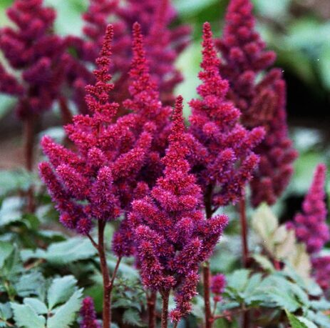 Astilbe 'Vision in Red'  (pieejams no jūnija)