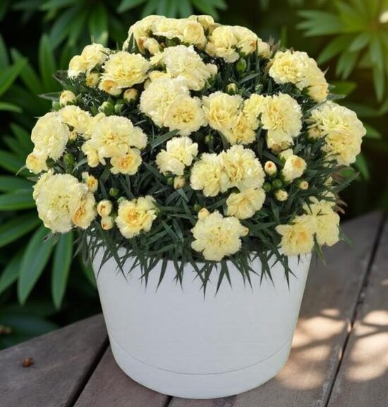 Neļķe 'Elvia' (pieejams no jūnija)