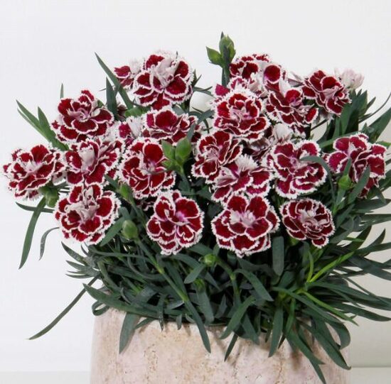 Neļķe 'Sophie' (pieejams no jūnija)