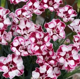 Neļķe 'Cremarena' (pieejams no jūnija)