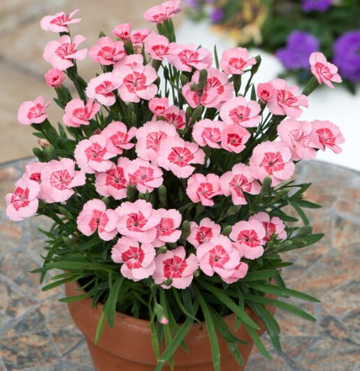 Jaunstāds - Neļķe 'Peach Party' 