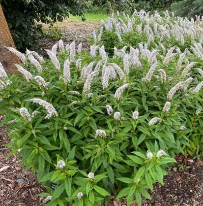 Kletru zeltene (pieejams no jūnija)