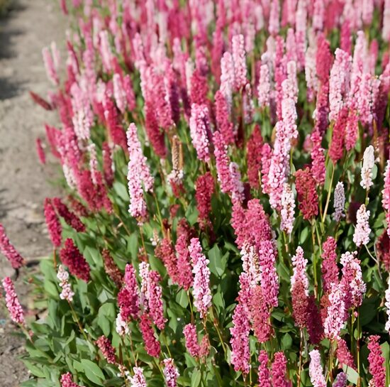 Sūrene 'Kabouter' (pieejams no jūnija)