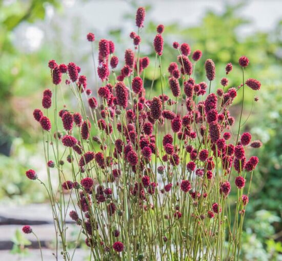 Brūnvālīte 'Japan' (pieejams no jūnija)