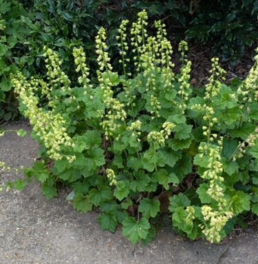 Lielziedu tellima (pieejams no jūnija)