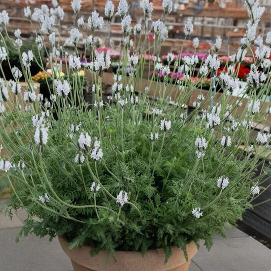 Paparžlapu lavanda “Torch Minty Ice” (pieejams no jūnija)